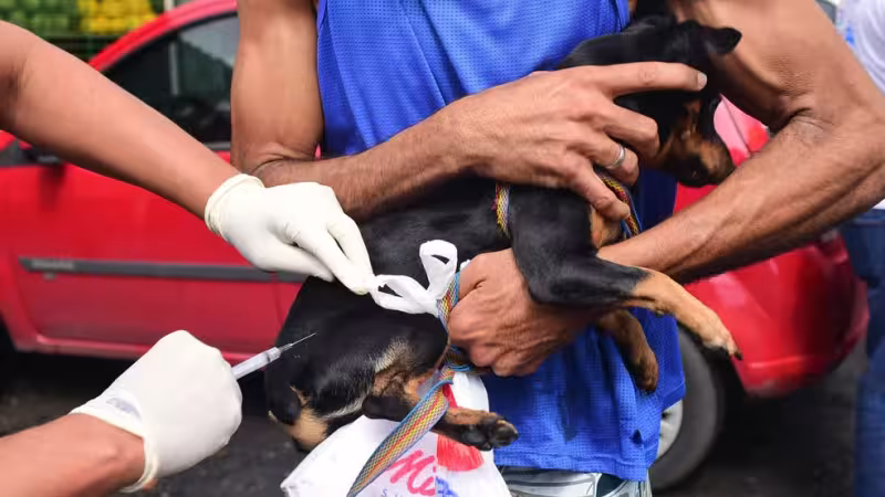 O assunto é Rádio — A Prefeitura de Salvador está com vagas abertas para castração gratuita de cães e gatos na cidade. As vagas são para clínicas conveniadas nos bairros de Brotas, Stella Maris e Graça. Os animais precisam ter entre 6 meses e 5 anos e 11 meses. Segundo a gestão, o objetivo é controlar a população de animais domésticos, contribuindo para a redução de casos de abandono e a promoção do bem-estar animal. O procedimento deve ser agendado pelo e-mail agendamento.dipa@salvador.ba.gov.br. É necessário apresentar RG e CPF do responsável, cartão SUS, comprovante de residência e telefone para contato, além do cartão de vacinação antirrábica do animal atualizado [&hellip;]